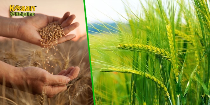 गेहूँ की किस्म DBW 327 (करण शिवानी) अधिक पैदावार और पोषक तत्वों से भरपूर, जानिए गेहूं की इस किस्म की खाशियत